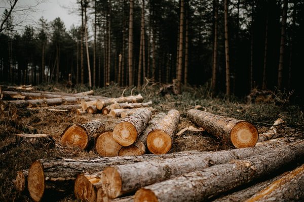 Quels sont les impacts de la déforestation sur le climat et la biodiversité ?
