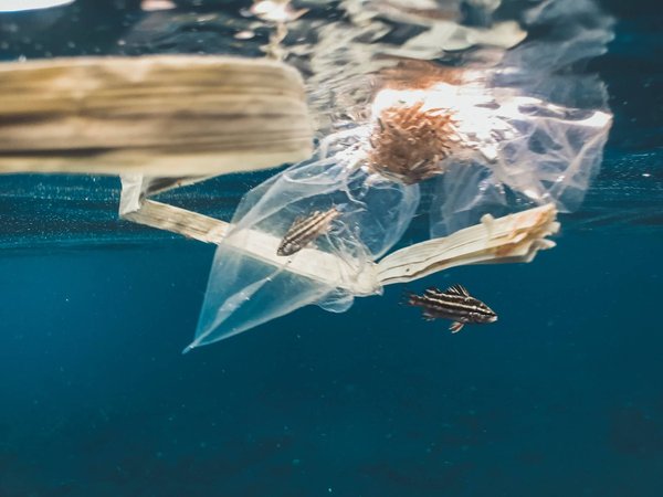 Quelles sont les principales menaces qui pèsent sur la biodiversité ?