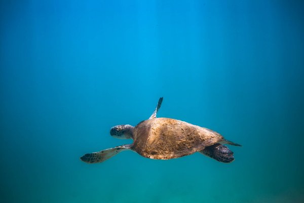 Quels sont les animaux et les plantes les plus menacés d'extinction ?